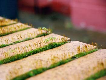 Barriedale (1) London SE14