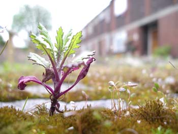 Scylla Rd London SE15