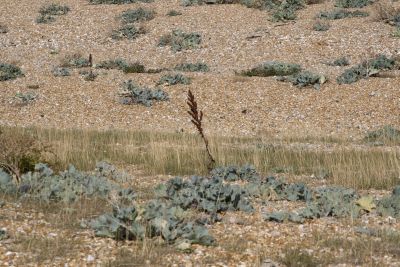 Dungeness, East Sussex