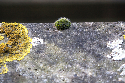 Market Estate Project - London 2010