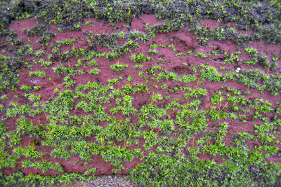 Market Estate Project - London 2010