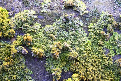 Market Estate Project - London 2010