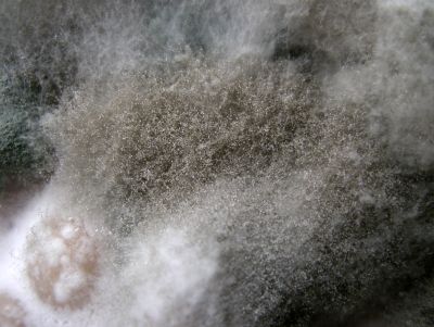 Mouldy