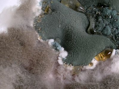 Mouldy