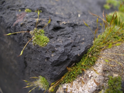 Plant Animals of London