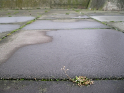 Plant Animals of London