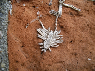 Plant Animals of London