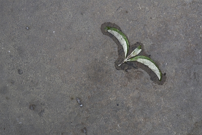 Plant Animals of London