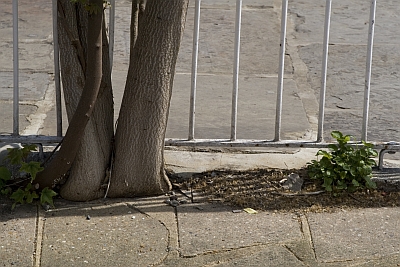 Plant Animals of London