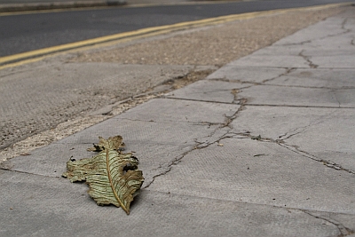 Plant Animals of London
