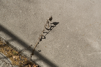 Plant Animals of London