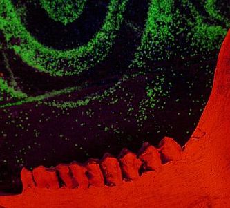 Shaun Caton - Netherwhat