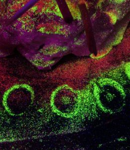 Shaun Caton - Netherwhat